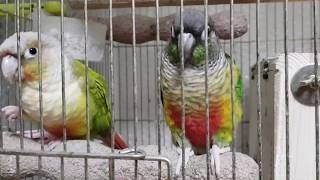 [앵무파파] 열심히 앵무새 아가들을 육아중인 코뉴어 부부 [2019.12.30]