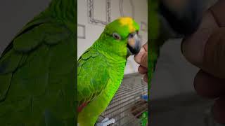 아리 데려온지 8개월쯤 된것 같은데80퍼 정도 맘을 열은것 같네요 #앵무새 #parrot #birds #아리 #cute