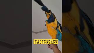 왜 이러는지 아시는분?ㅋㅋㅋ #macaw #청금강 #청…