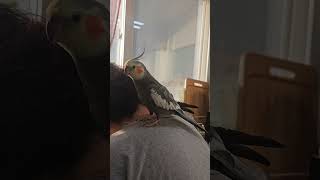 그냥 인생이 즐거운 앵무새