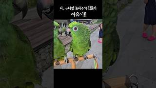 아랑이 두눈이 땡글~~ 강아지풀은 무서워  #아랑이 #아마존앵무새 #parrot