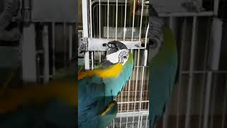 청금강 앵무새 4살짜리