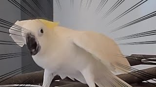 으리으리한 앵무새 쇼핑몰이 하는 카페를 다녀왔다 (fe…