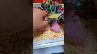 청금강 앵무새예요. #birdslover #parrot…