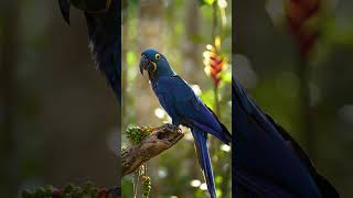 Largest Parrot of Brazil Is The Hyacinth Macaw | Amazon Forest #shortsfeed #birds #nature #wildlife