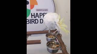 봉구야 뭐하노 #미디움코카투 #한스마카우