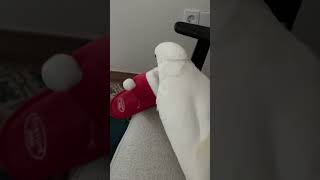 순무는 산타할비가 밉다.. #앵무새 #코카투 #엄브렐라…