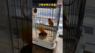 흥이 넘치는 썬코뉴어앵무새 #shorts