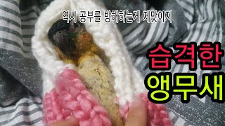 공부하던중 습격한 앵무새 여리!(검은머리카이큐)