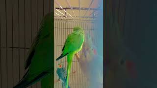 KASHMIRI AMAZON PARROT are sle…