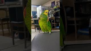 앵무새 아마존 태양이 아빠 이제 괜찮아 그만해~~