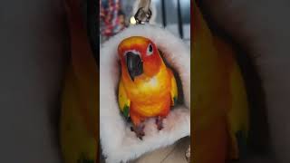 귀여운 썬코뉴어 코니도 러블 피카베드와 함께하는 모습!…