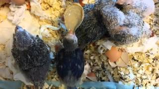 모란앵무 파인애플코뉴어 이유중 (Parrot Hand Feeding)