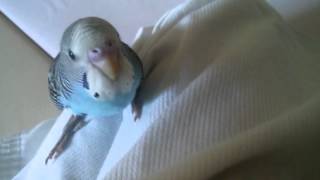 새로온 앵무새!!베리!!