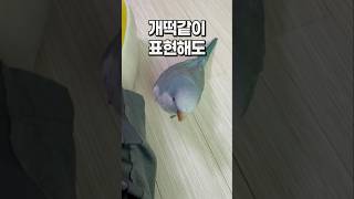 개떡같이 표현해도 찰떡같이 알아듣는 엄마와 샘이 많은 앵무새  퀘이커앵무새 부리 회색앵무 잠바