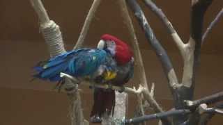 앵무새 두마리 - 한마리가 깃털 손질해주는 한쌍의 앵무새 Parrot (Animal)