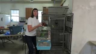 Freedom the Parrot in Travel C…