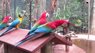 Ara rouge - Parque das Aves, Foz do Iguaçu, Brasil
