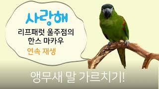 한스마카우 &quot;사랑해&quot; 3시간 연속재생