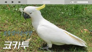 야생앵무새-코카투 호주멜버른에서 앵무새 먹이주기