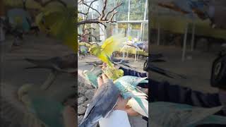 제주 화조원에서 앵무새들 밥주기!