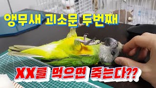 앵무새 음식의 헛소문! 그 두번째 이야기