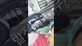 발정난 앵무새 암컷퀘이커 똥꼬치워 クエーカー女性発情 #pets #cute #animals