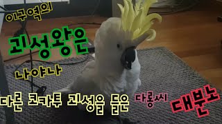 이구역의 괴성왕은 나야나! 티비속 코카투소리에  분노한…