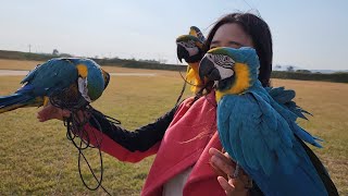 야외에서 앵무새들을 단체로 날려보내면 다시 돌아올까요?…