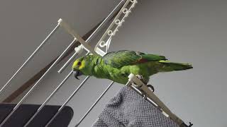 귀농귀촌 애기아마존앵무새 말하고 놀아주기