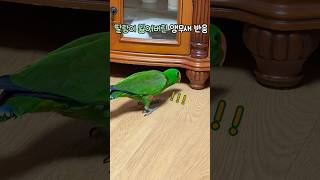 장난감 잃어버린 앵무새 반응 | 분노의 부리질     …