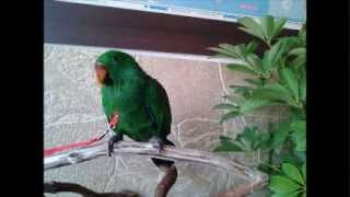 앵무새~코카투와 뉴기니아 (다롱이와 코롱이)
