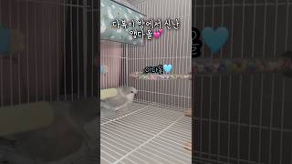왜 다복이 방만 들어가면 신나는지는 모르겠지만 다올이가 신나니 집사도 조아요~ #러블리다다즈 #앵무새 #앵무새이다올 #퀘이커앵무새