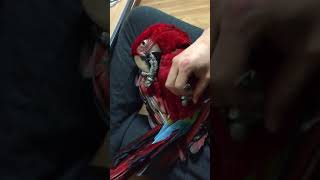 홍금강 앵무새 타미는 자기발가락 핥고 타미아빠는 타미 발바닥 긁어 줬어요