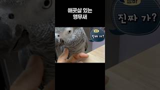 애굣살 있는 앵무새  회색앵무 잠바