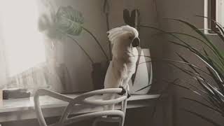 노래하며 어설프게 춤추는 몸치앵무새 나나 엄브렐라코카투…