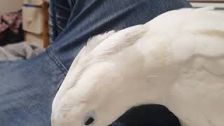 코카투 소리의 일상