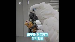#앵무새 #코카투 #엄브렐라코카투#먹방 #먹방브이로그 #parrot #cockatoo #umbrellacockatoo