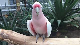 대전오월드 버드랜드 말하는 앵무새