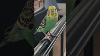 My Bossy Parakeet Screamed To …