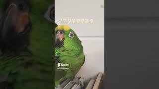 비둘기 흉내낼 새♡그럴 새..