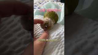 아침부터 엄마손맛 느끼는중~#코뉴어일상#앵무새키우기#코뉴어앵무새