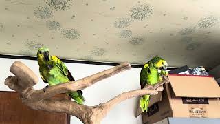 아마존 앵무 피망 먹방