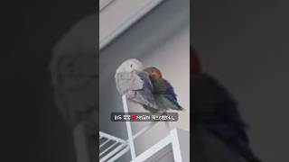 [모란앵무새 로또럭키] 계속 뽀뽀하길래.. #birds  #cute #parrot #love
