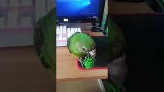 쟈딘앵무 희망이 장난감공 가지고 놀기! ^^