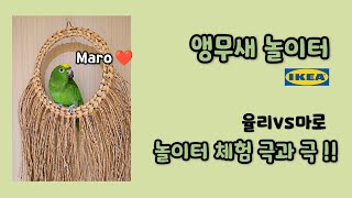이케아 앵무새 놀이터  놀이터 체험 극과 극!! #아마존앵무새 #한스마카우
