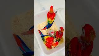 scarlet macaw chicks #scarlet …