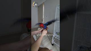 뉴기니아 암컷 체리! 날기전 예행연습~ 날개를 풀어줘요…