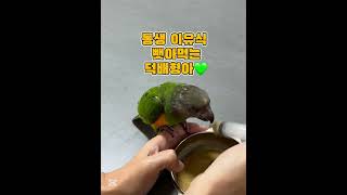 질투화신 덕배의 애기짓 #세네갈앵무 #parrot #세…