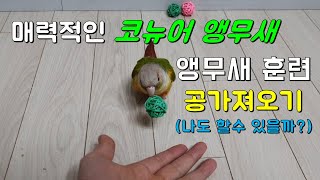 앵무새 훈련(parrot training) - 공가져오…